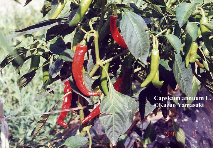 Pimiento de la Vera, pepper Seeds (Capsicum annuum)